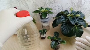 КАК ПОЛИВАЮ и ЧЕМ УДОБРЯЮ свои ФИАЛКИ! Раскрыла свой секрет)