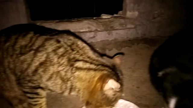 Помощь бездомным животным. смотреть онлайн