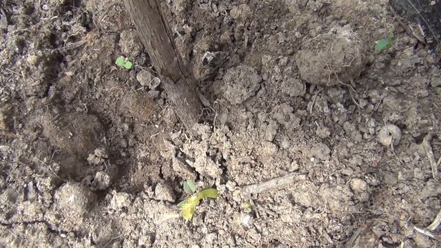 Как пробудИть саженцы попавшие под заморозок смотреть онлайн