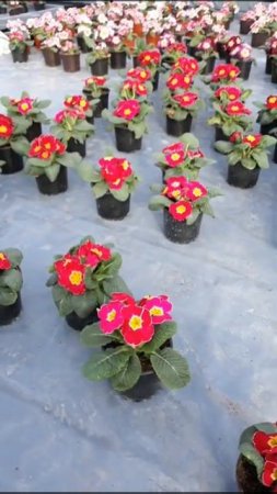 МОИ НОВЫЕ ПРИМУЛЫ💐Я КУПИЛА👉 "НАШ ПИТОМНИК"