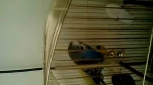 Самка волнистого попугая говорит.