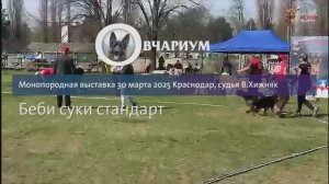 БЕБИ СУКИ / КЧК КРАСНОДАР 30 марта`25 В.Хижняк Моно немецких овчарок