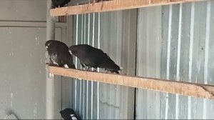 Николаевские голуби (Саратов) ф.56.