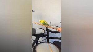 Приключения самых разных птиц, от попугаев до сов: Когда милота не может быть остановлена!