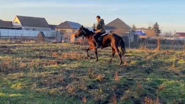 ОБУЧЕНИЕ ЛОШАДИ / кабардинская порода лошадей / M-H смотреть онлайн