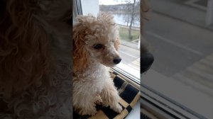 Жужа наблюдает жизнь