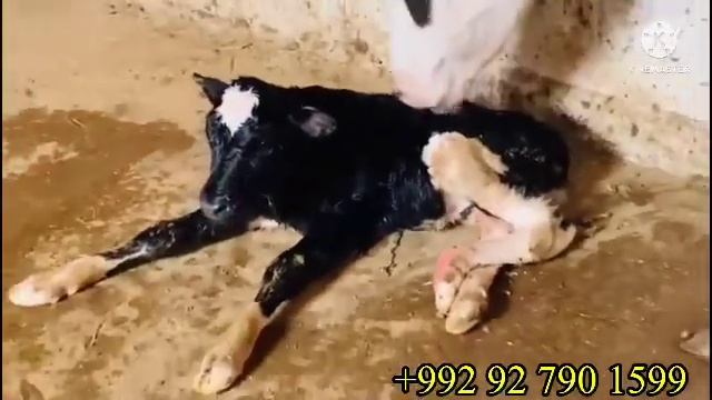 ФРУХТА МЕШАВА ГОВИ ОРГИНАЛ НАРХОШ КАТИ 18 октября 2022 г. смотреть онлайн