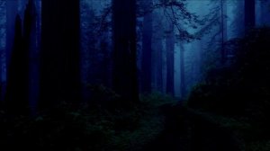 Звуки ночного леса. Ночной лес. Глубокая ночь в лесу