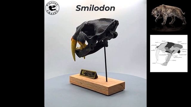 360-degree View of the Striking Smilodon Scaled Skull