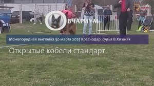 ОТКРЫТЫЙ КОБЕЛИ / КЧК КРАСНОДАР 30 марта`25 В.Хижняк Моно немецких овчарок