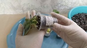КАК УХАЖИВАТЬ ЗА ДЕТКАМИ ФИАЛОК, во время их роста!