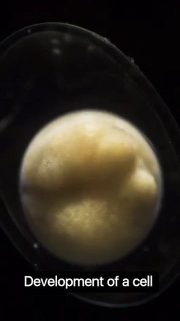 Development of a cell #biology #science #interesting #shorts #study #pw #unacadmy #khansir смотреть онлайн