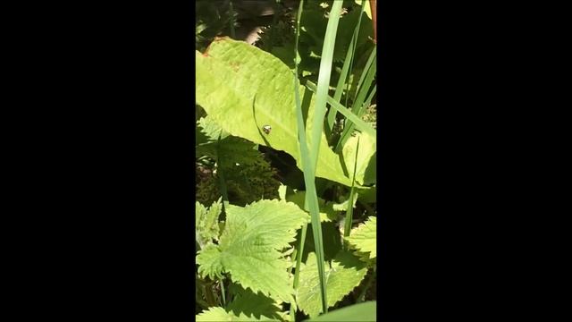 Ep1 Green Life Furrow spider