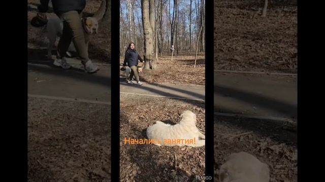 Групповые занятия по послушанию в Сокольниках.