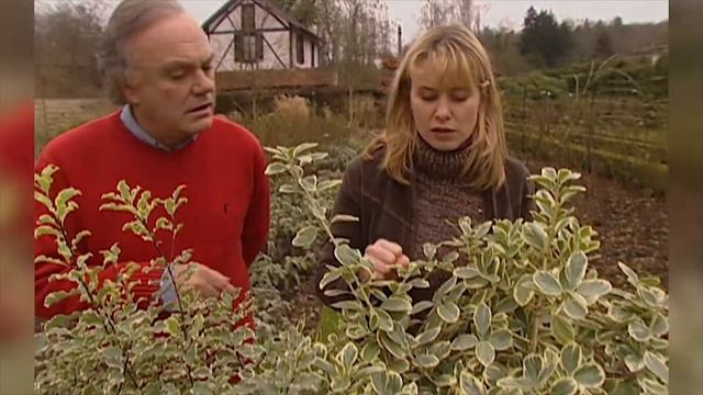 Des arbustes lumineux