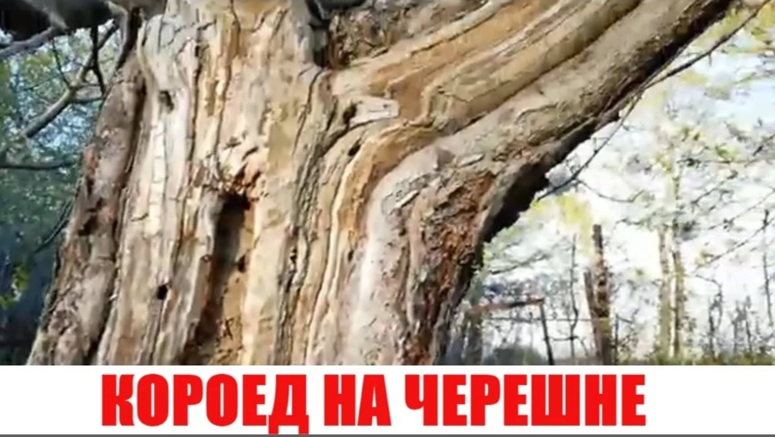 КАК БОРОТЬСЯ С КОРОЕДОМ НА ДЕРЕВЬЯХ/ЧЕРЕШНЯ смотреть онлайн