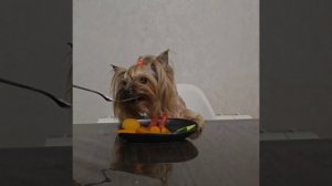 Ириска кушает