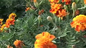 Той кыргызстан