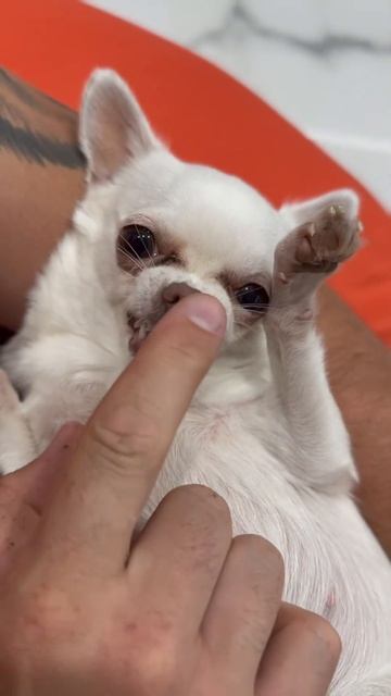 Чихуахуашка улыбашка смотреть онлайн