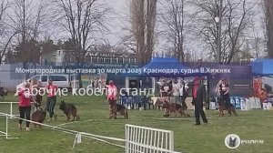 РАБОЧИЙ КОБЕЛИ 1 / КЧК КРАСНОДАР 30 марта`25 В.Хижняк Моно немецких овчарок