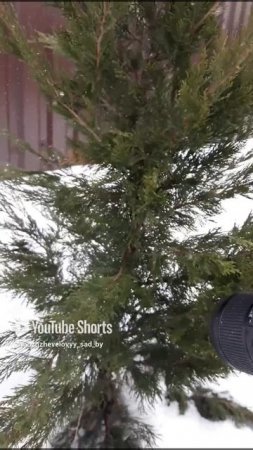 🌲МОЖЖЕВЕЛОВЫЙ САД🌲 ЗА КАДРОМ