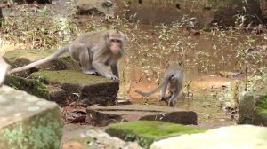 The Best Baby Monkey Stealing Milk and Got Catch by Mom, It's Hurt but baby is so Hungry