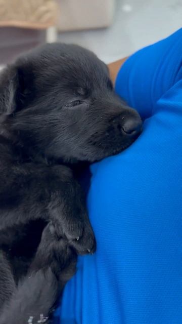 Маленький медвежонок. Щенок чёрной немецкой овчарки смотреть онлайн