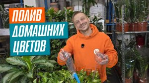 Какой выбрать АВТОПОЛИВ ДЛЯ КОМНАТНЫХ РАСТЕНИЙ?