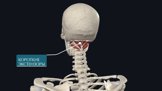 Лечим ШЕЙНЫЙ ОСТЕОХОНДРОЗ за 5 минут в день | Упражнения и самомассаж при болях в голове и шее