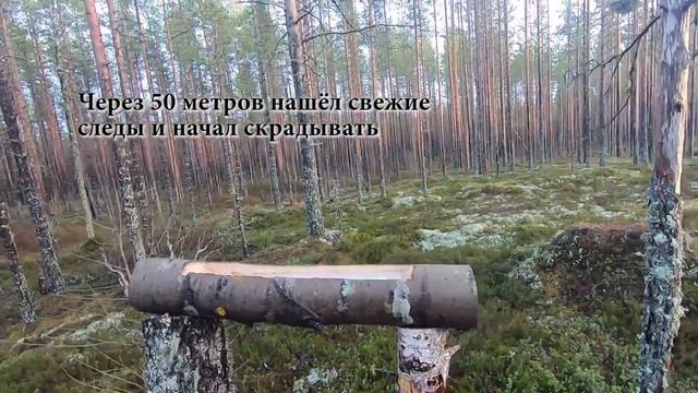 ОХОТА НА ЛОСЯ 2021 В КАРЕЛИИ. НА ЛОСЯ С ПОДХОДА. #охотаналося2021 #охота2021
