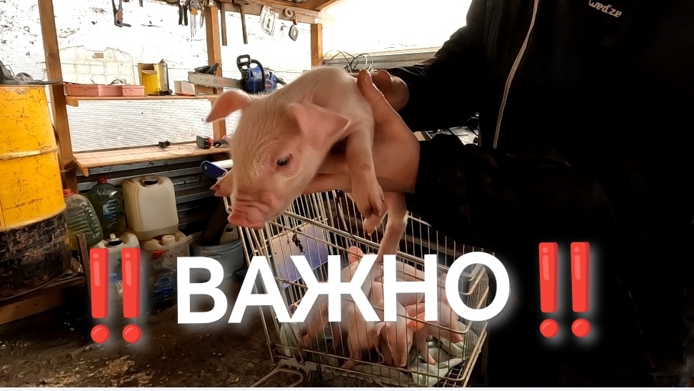 ‼️ВАЖНО‼️Заряжаем батарейки поросятам и закладываем фундамент РОСТА свиней смотреть онлайн