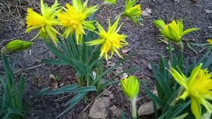 Первоцветы в моём саду.