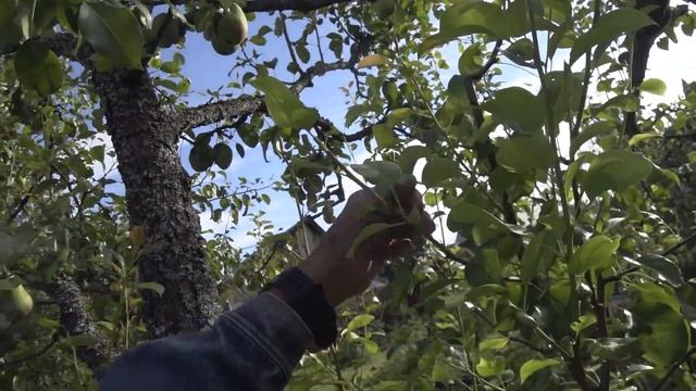 Омолаживающая обрезка старой груши. Шаг 3 й. Коррекция в августе. Зарастание спилов смотреть онлайн