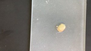 Замешивание Biodentine