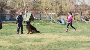 1 Отл. КЧК Леруа Мадлен МАЙБАХ +++ №64 / КЧК КРАСНОДАР 30 марта`25 В.Хижняк Моно немецких овчарок