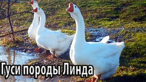 Гуси породы Линда особенности содержания и разведения