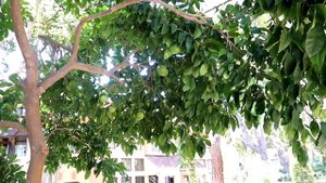 ОТДЫХ В ТУРЦИИ, ОТЕЛЬ МИРАДА ДЕЛЬ МАР. ВЛОГ