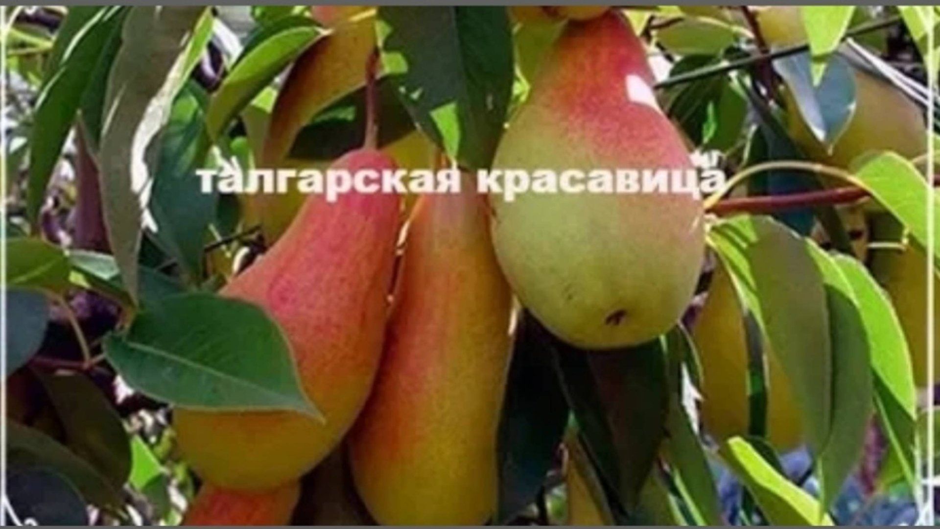 Вкусная осенняя груша Талгарская красавица. Поздний сорт груши. смотреть онлайн