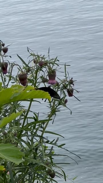 Бабочка Махаон# Дальний Восток смотреть онлайн