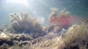 Воспоминания об осени 2024 года. Черное море.