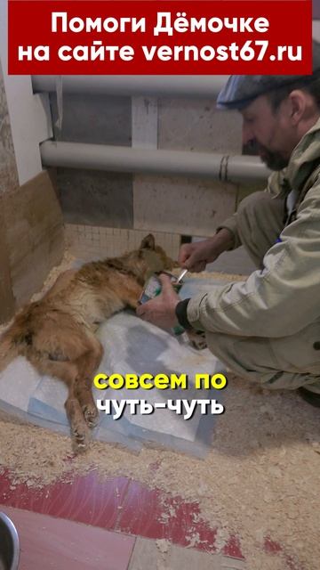 Дёма в стационаре ветеринарной службы Верность. Перелом позвоночника. Состояние тяжёлое,  боремся