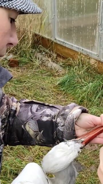 Дом белого аиста смотреть онлайн