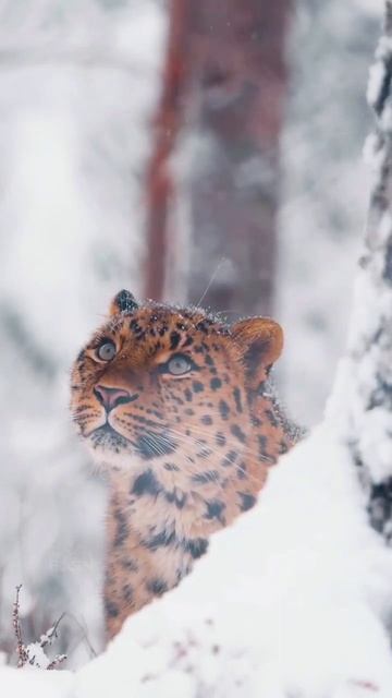 Амурский леопард смотреть онлайн