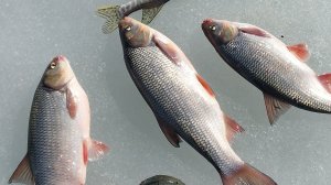 последний лед