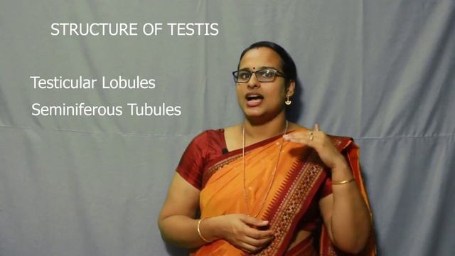 Plus 2#Zoology#Human reproduction #Part 1 By Reshmi Manoj Kumar