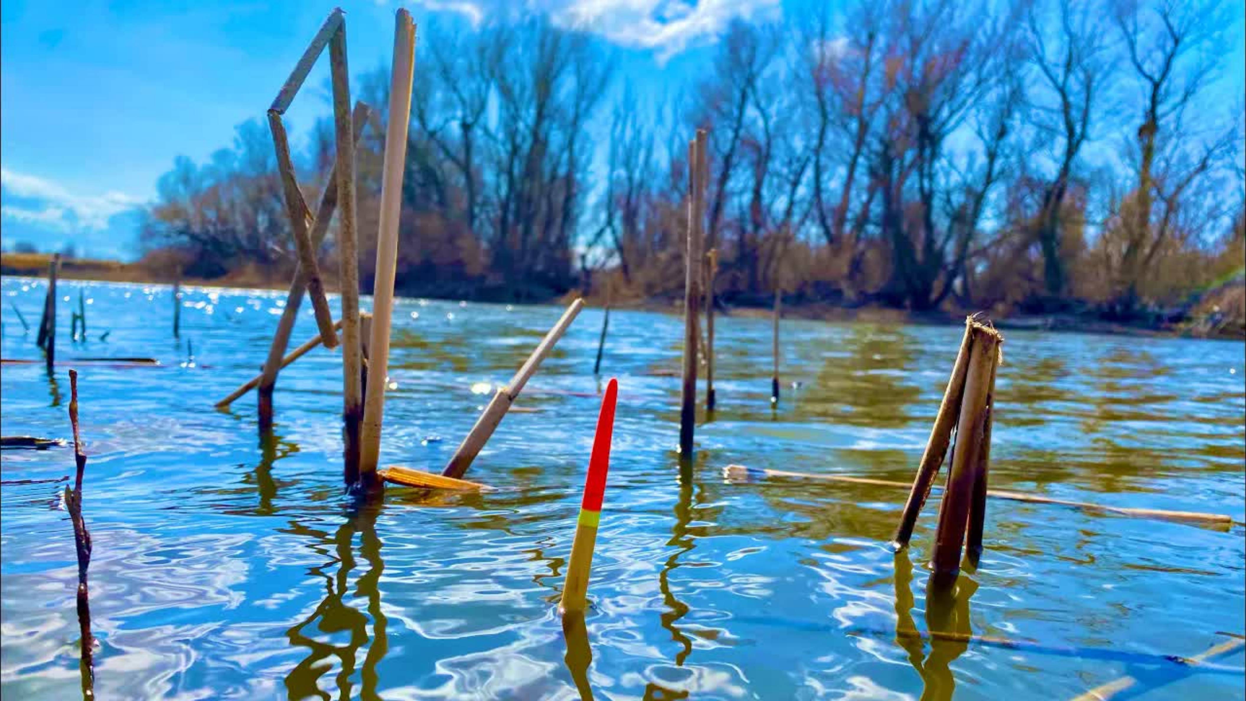 Весенний сазан на поплавок Ловим сазана на поплавок смотреть онлайн