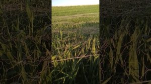 бедана овлаш