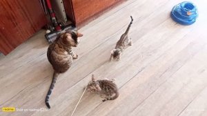 бенгальские котята