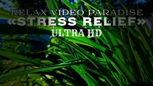 "Сквозь капли: Пробуждение природы"