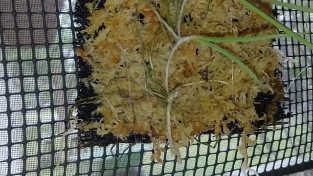 Tetramicra elegans, oncidium Sharry Baby, nakamotoara Newberry apricot смотреть онлайн